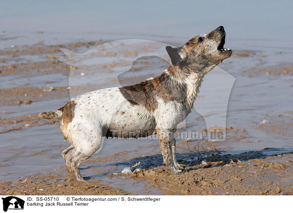 barking Jack Russell Terrier / SS-05710
