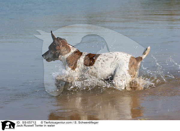 Jack Russell Terrier in water / SS-05712