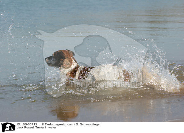 Jack Russell Terrier in water / SS-05713