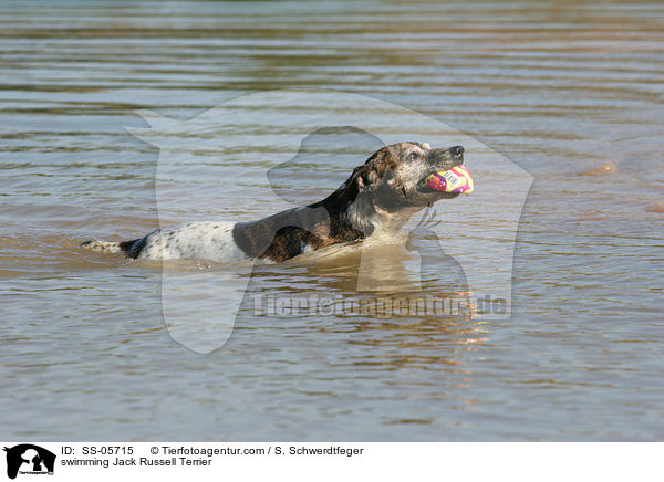 swimming Jack Russell Terrier / SS-05715