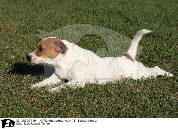 liegender Jack Russell Terrier / lying Jack Russell Terrier / SS-05719