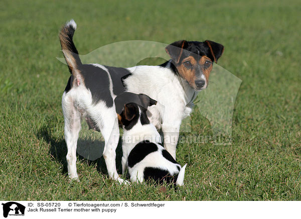 Jack Russell Terrier Hndin mit Welpe / Jack Russell Terrier mother with puppy / SS-05720