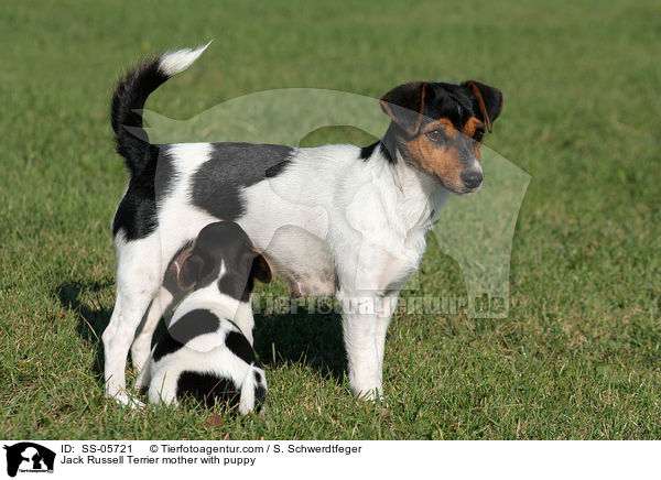 Jack Russell Terrier Hndin mit Welpe / Jack Russell Terrier mother with puppy / SS-05721