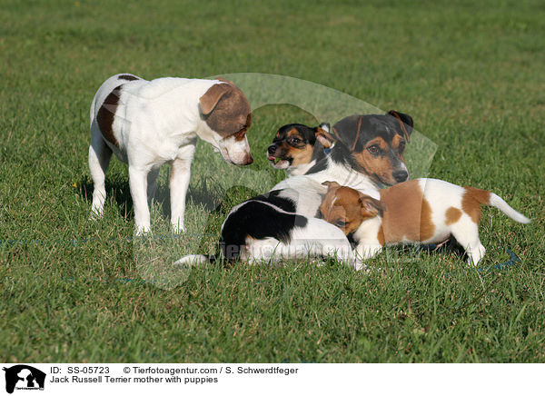 Jack Russell Terrier Hndin mit Welpen / Jack Russell Terrier mother with puppies / SS-05723