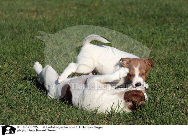 playing Jack Russell Terrier / SS-05725