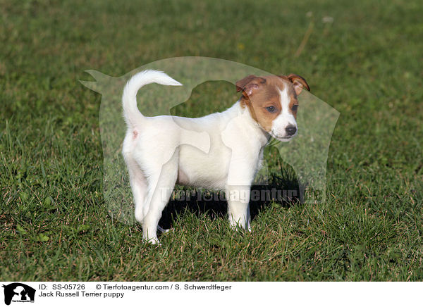 Jack Russell Terrier puppy / SS-05726