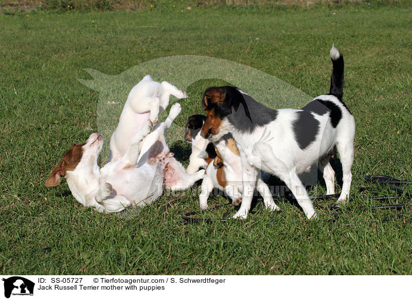 Jack Russell Terrier Hndin mit Welpen / Jack Russell Terrier mother with puppies / SS-05727