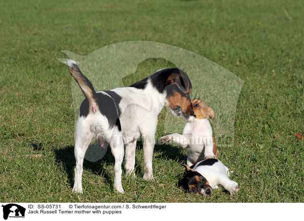Jack Russell Terrier Hndin mit Welpen / Jack Russell Terrier mother with puppies / SS-05731