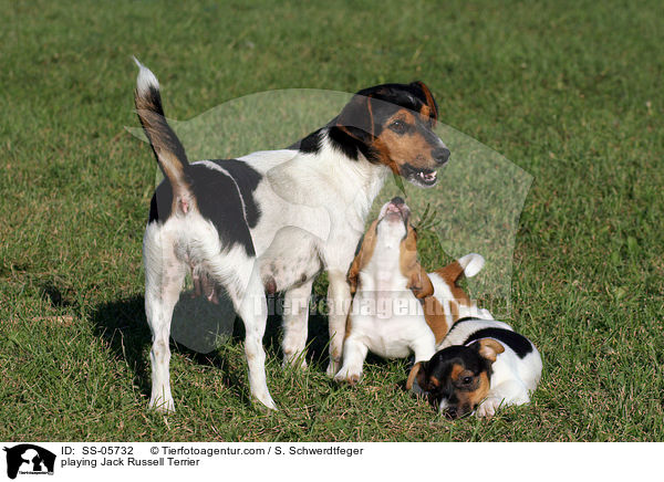 spielende Jack Russell Terrier / playing Jack Russell Terrier / SS-05732