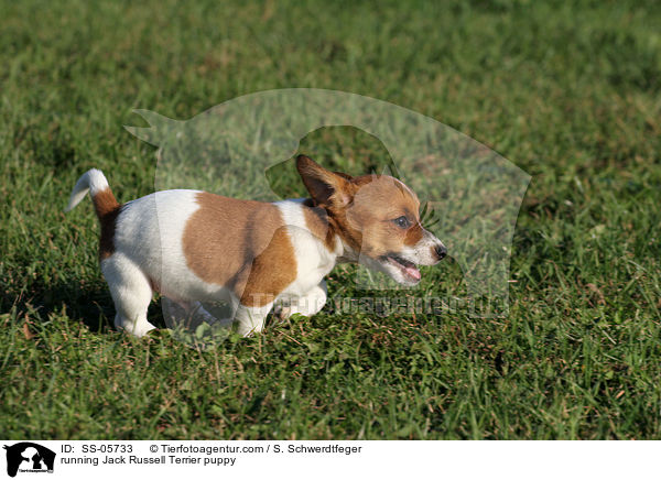 rennender Jack Russell Terrier Welpe / running Jack Russell Terrier puppy / SS-05733