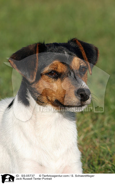 Jack Russell Terrier Portrait / Jack Russell Terrier Portrait / SS-05737