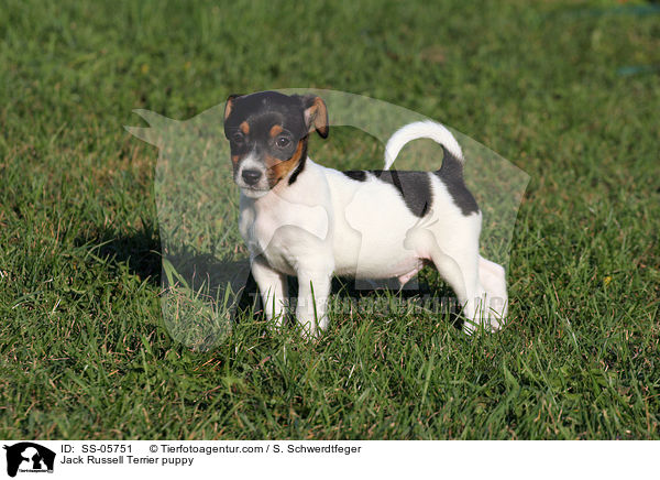Jack Russell Terrier Welpe / Jack Russell Terrier puppy / SS-05751
