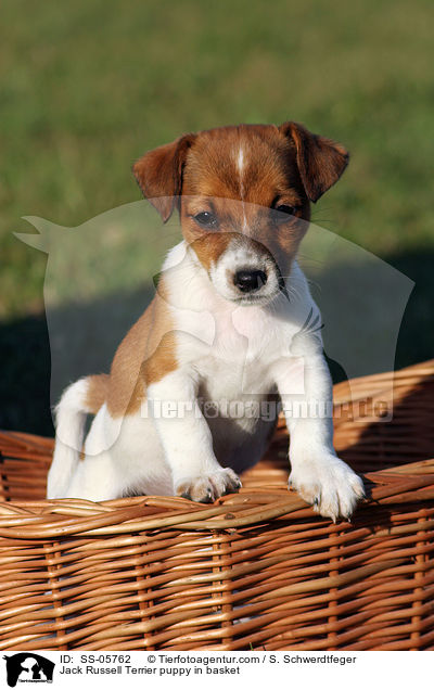 Jack Russell Terrier puppy in basket / SS-05762