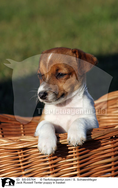 Jack Russell Terrier Welpe im Krbchen / Jack Russell Terrier puppy in basket / SS-05764