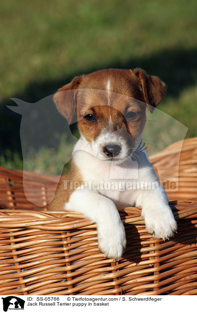 Jack Russell Terrier Welpe im Krbchen / Jack Russell Terrier puppy in basket / SS-05766