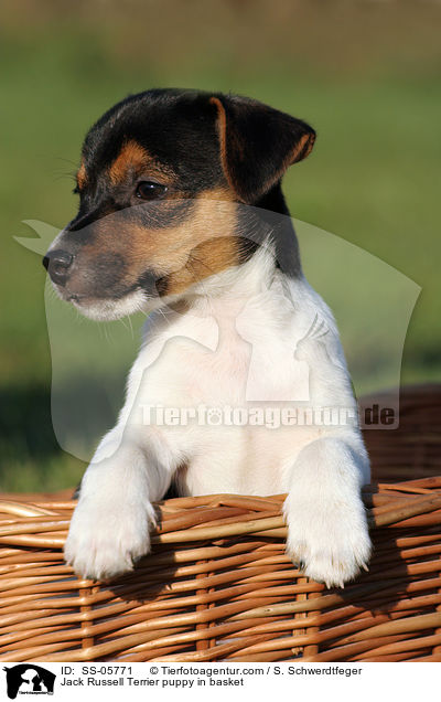 Jack Russell Terrier puppy in basket / SS-05771