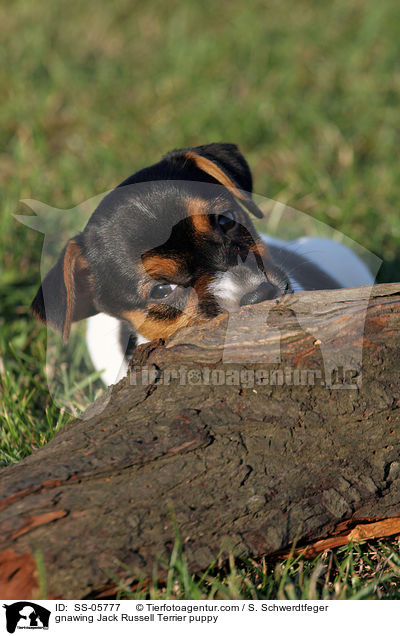 gnawing Jack Russell Terrier puppy / SS-05777