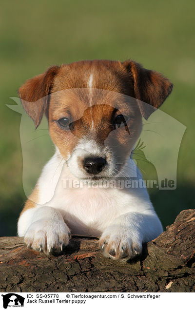 Jack Russell Terrier Welpe / Jack Russell Terrier puppy / SS-05778