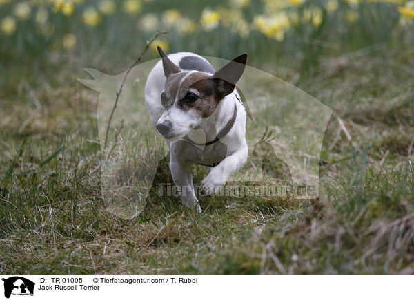 Jack Russell Terrier / TR-01005