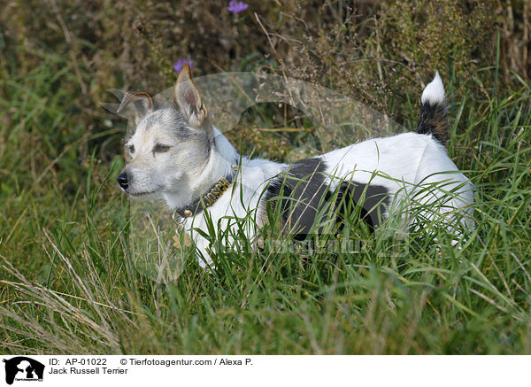 Jack Russell Terrier / Jack Russell Terrier / AP-01022