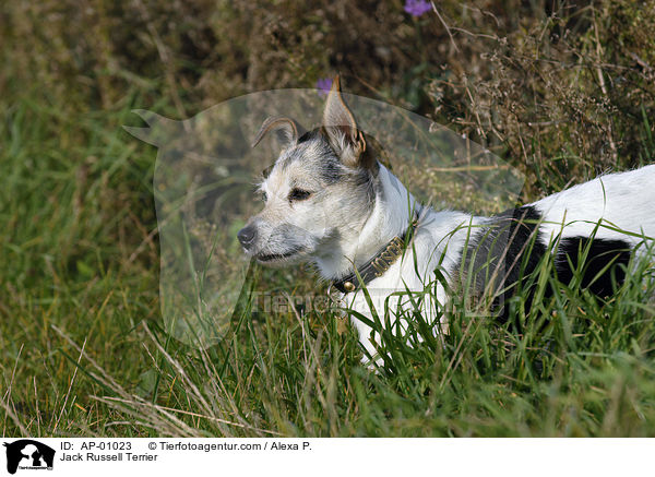 Jack Russell Terrier / Jack Russell Terrier / AP-01023