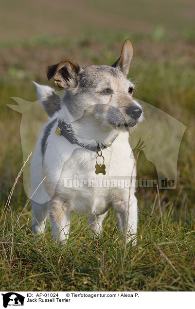 Jack Russell Terrier / AP-01024