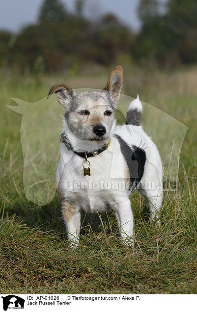 Jack Russell Terrier / Jack Russell Terrier / AP-01026