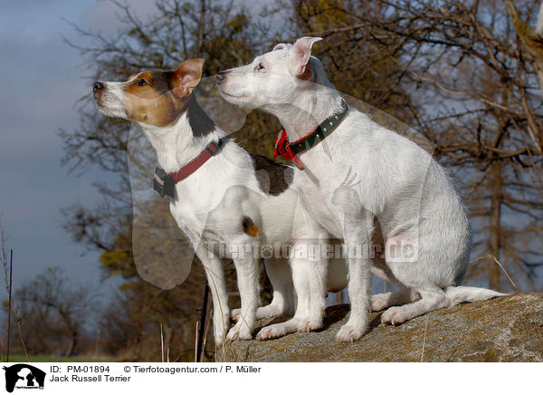 Jack Russell Terrier / Jack Russell Terrier / PM-01894