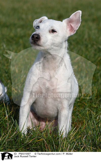 Jack Russell Terrier / Jack Russell Terrier / PM-01897