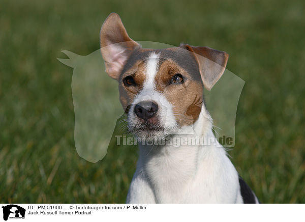 Jack Russell Terrier Portrait / PM-01900