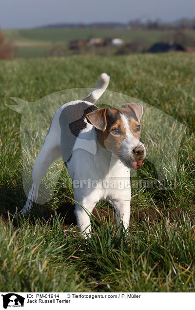 Jack Russell Terrier / Jack Russell Terrier / PM-01914