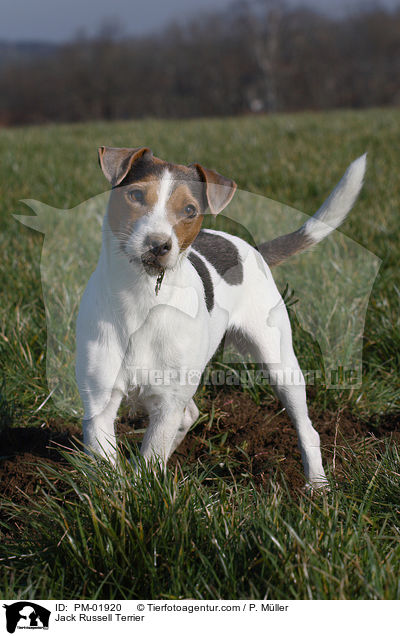 Jack Russell Terrier / PM-01920