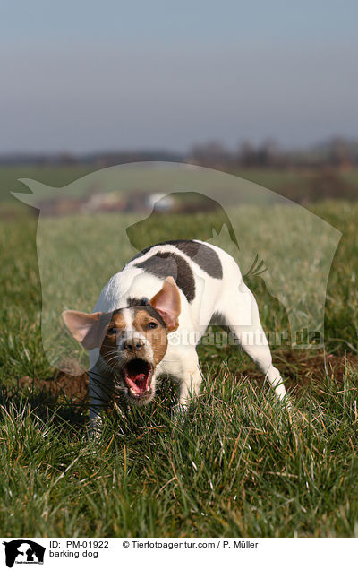 barking dog / PM-01922