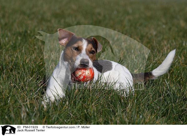 Jack Russell Terrier / Jack Russell Terrier / PM-01929