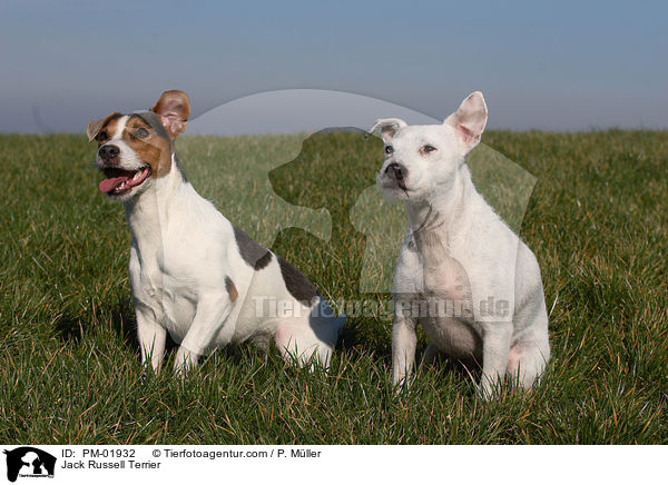 Jack Russell Terrier / Jack Russell Terrier / PM-01932