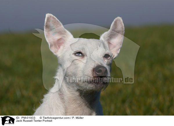 Jack Russell Terrier Portrait / Jack Russell Terrier Portrait / PM-01933