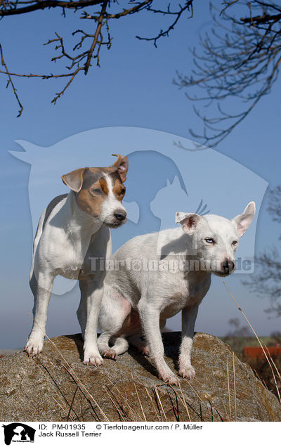 Jack Russell Terrier / Jack Russell Terrier / PM-01935