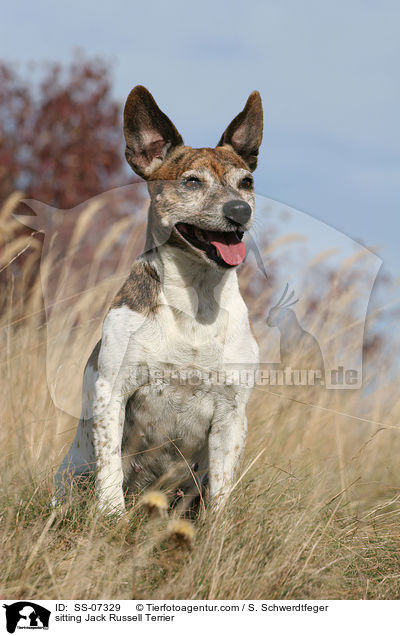sitzender Jack Russell Terrier / sitting Jack Russell Terrier / SS-07329