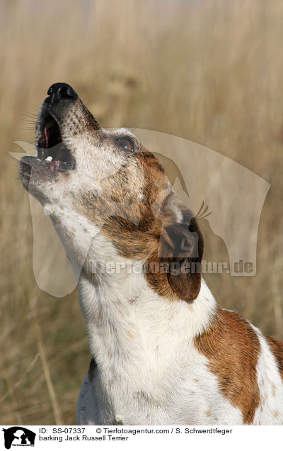bellender Jack Russell Terrier / barking Jack Russell Terrier / SS-07337