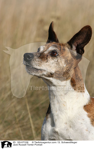 Jack Russell Terrier Portrait / SS-07338