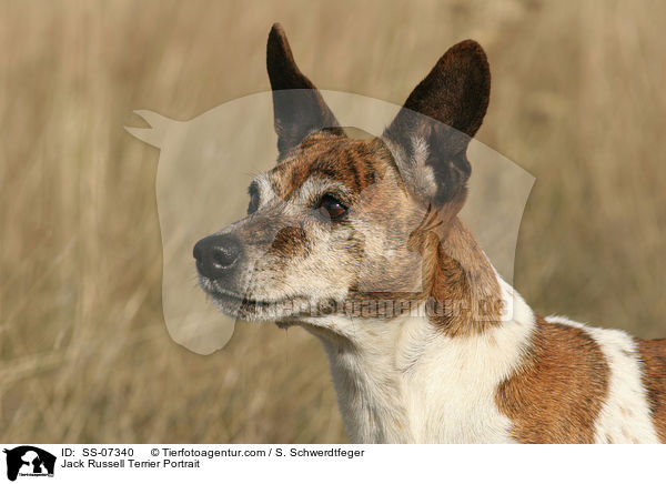 Jack Russell Terrier Portrait / SS-07340