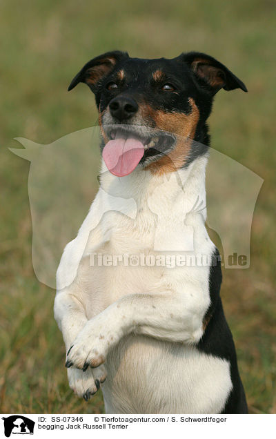 begging Jack Russell Terrier / SS-07346