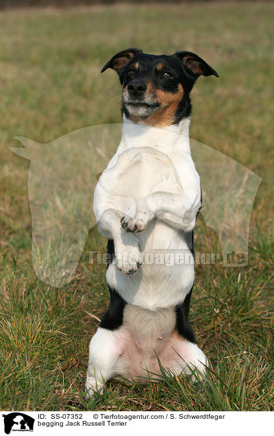 Jack Russell Terrier macht Mnnchen / begging Jack Russell Terrier / SS-07352