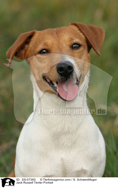 Jack Russell Terrier Portrait / SS-07360