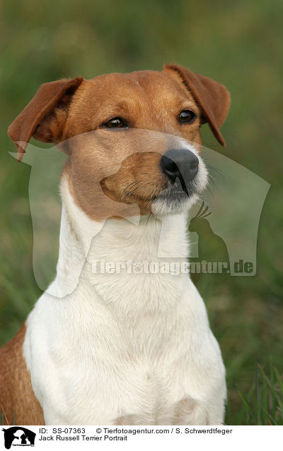 Jack Russell Terrier Portrait / SS-07363