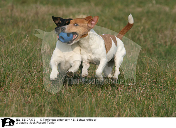 2 spielende Jack Russell Terrier / 2 playing Jack Russell Terrier / SS-07376