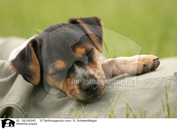 schlafender Welpe / sleeping puppy / SS-08345