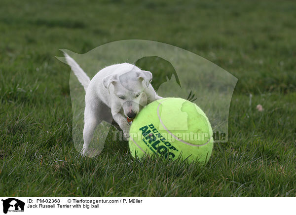 Jack Russell Terrier with big ball / PM-02368