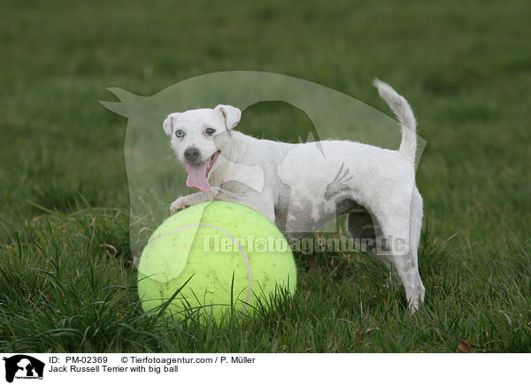 Jack Russell Terrier with big ball / PM-02369