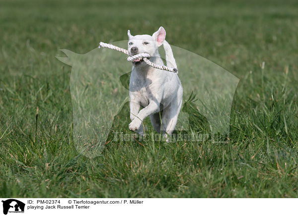 spielender Jack Russell Terrier / playing Jack Russell Terrier / PM-02374
